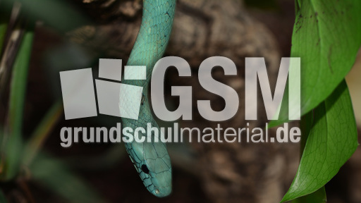 Grüne Mamba (2).jpg